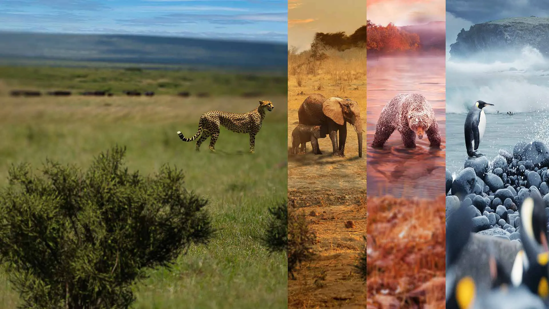 A Year on Planet Earth — cheetah, elephants, bear and penguins across four habitat panels